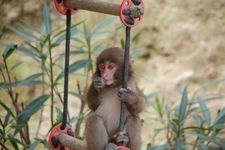 Tourist destination images of Awaji Island Monkey Center(3)