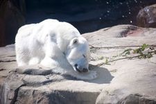 神戸市立王子動物園の観光地画像(3)