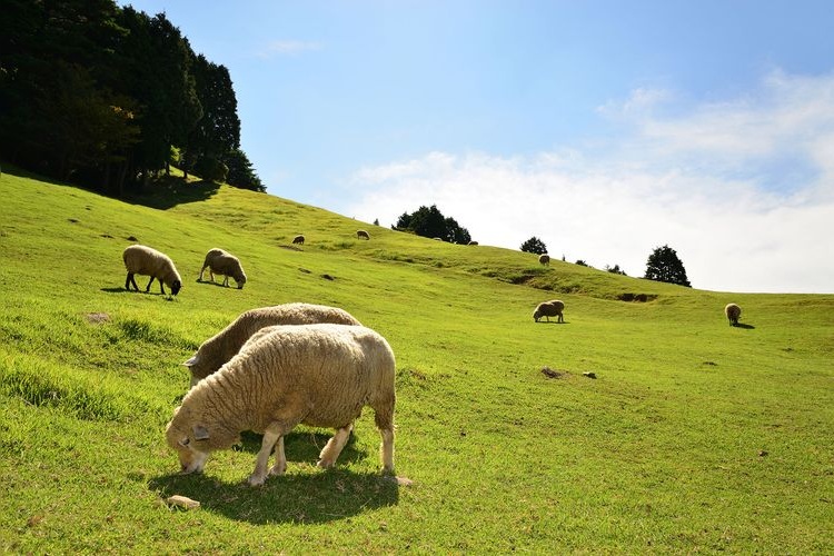 Kobe Municipal Rokkozan Farm