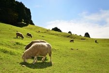 Tourist destination images of Kobe Municipal Rokkozan Farm(1)