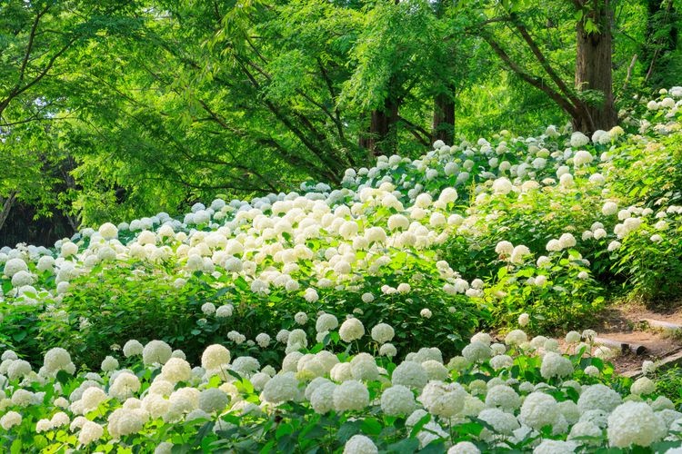 Tourist destination images of Kobe Municipal Forest Botanical Garden(4)