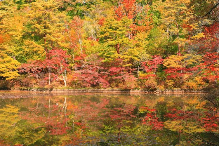 Kobe Municipal Forest Botanical Garden