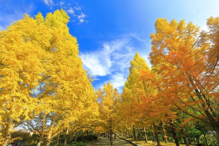 Tourist destination images of Kobe Municipal Forest Botanical Garden(2)