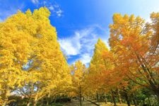 Tourist destination images of Kobe Municipal Forest Botanical Garden(2)