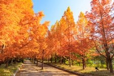 Tourist destination images of Kobe Municipal Forest Botanical Garden(4)