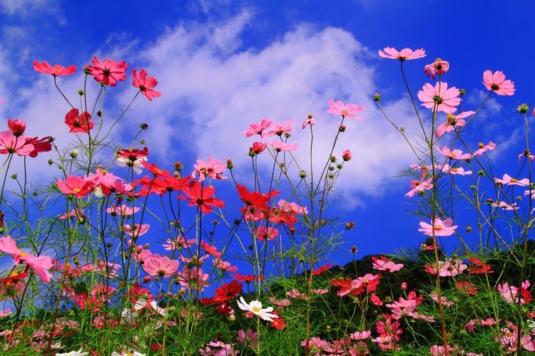 Champ de Cosmos de Kiyozumi