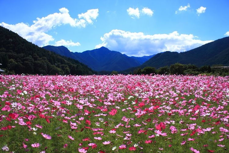 Kiyomi Cosmos Garden