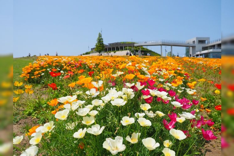 Hyogo Prefectural Park Awaji Hanasajiki