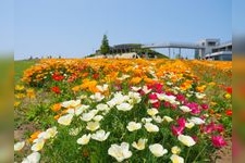 Tourist destination images of Hyogo Prefectural Park Awaji Hanasajiki(1)