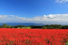 Tourist destination images of Hyogo Prefectural Park Awaji Hanasajiki(3)