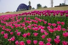 Tourist destination images of Kokuritsu Akashi Kaikyo Koen (Akashi Kaikyo National Park)(1)