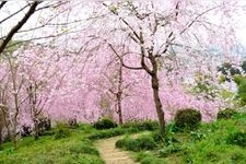 Tourist destination images of Oomiwa Jinja Shrine(1)