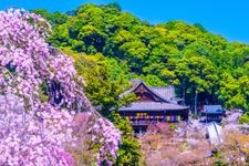 Tourist destination images of Hasedera Temple(1)