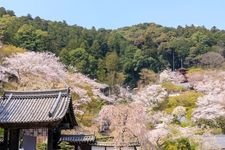 Tourist destination images of Hasedera Temple(4)