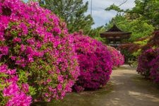 Tourist destination images of Chogaku-ji Temple(3)