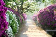 Tourist destination images of Chogaku-ji Temple(8)