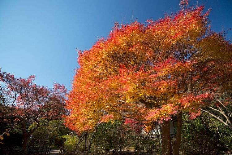 Futaiji Temple