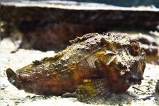 Tourist destination images of Kyoto University Shirahama Aquarium(2)