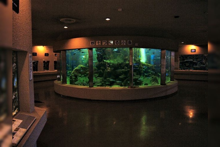 Kyoto University Shirahama Aquarium