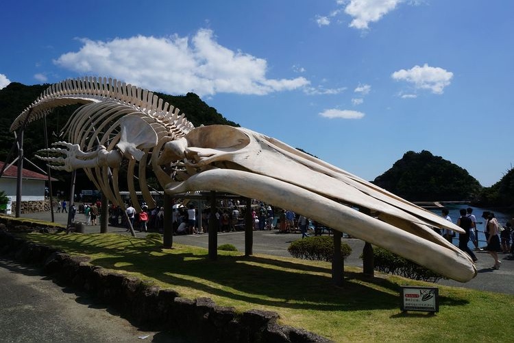 Taiji Whale Museum