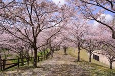 Tourist destination images of Tottori Castle Ruins & Kusumatsu Park(3)