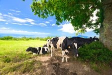 Tourist destination images of Dai-sen Makiba Milk no Sato(2)