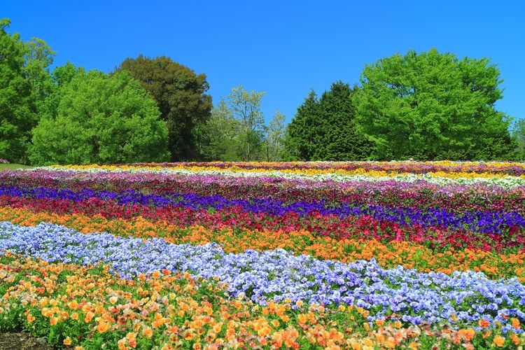 とっとり花回廊