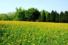 Tourist destination images of Tottori Hanakairou (Tottori Flower Park)(4)