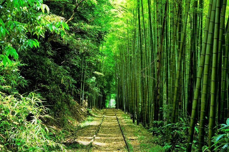 Former Kurayoshi Line Abandoned Track