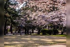 Tourist destination images of Izumo Taisha Shrine(5)