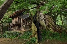 Tourist destination images of Izumo Taisha Shrine(10)