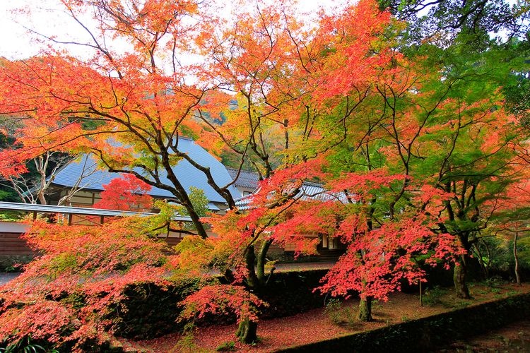 Wanibuchi-ji Temple