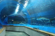 Tourist destination images of Shimane Marine Museum Aquas(3)