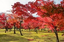 Tourist destination images of Okayama Korakuen Garden(2)