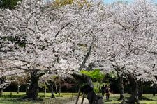 Tourist destination images of Okayama Korakuen Garden(7)