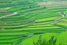 Tourist destination images of Ohaga Nishi Rice Terraces(3)