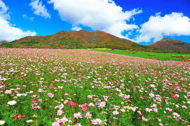 Tourist destination images of Hiruzen Jersey Land(3)