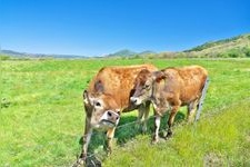 Tourist destination images of Hiruzen Jersey Land(1)