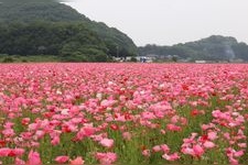 Tourist destination images of Kasaoka Bay Reclamation Area(1)