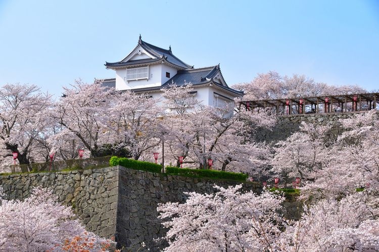 Tsuyama Castle (Tsuruyama Park)