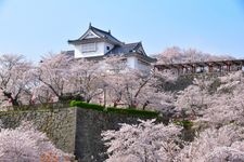 Tourist destination images of Tsuyama Castle (Tsuruyama Park)(1)