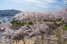 Tourist destination images of Tsuyama Castle (Tsuruyama Park)(4)