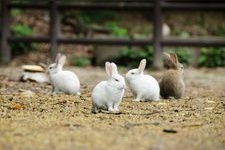 Tourist destination images of Okunoshima Island(1)