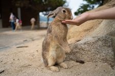 Tourist destination images of Okunoshima Island(3)