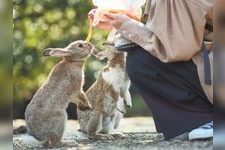 Tourist destination images of Okunoshima Island(5)