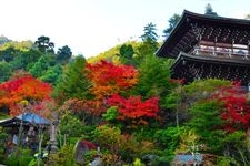 Tourist destination images of Itsukushima Shrine(14)