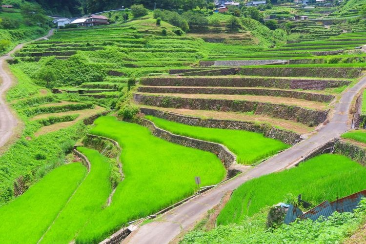 Ino no Tanada Terraced Rice Fields 2