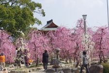 Tourist destination images of Hofu Tenmangu Shrine(4)