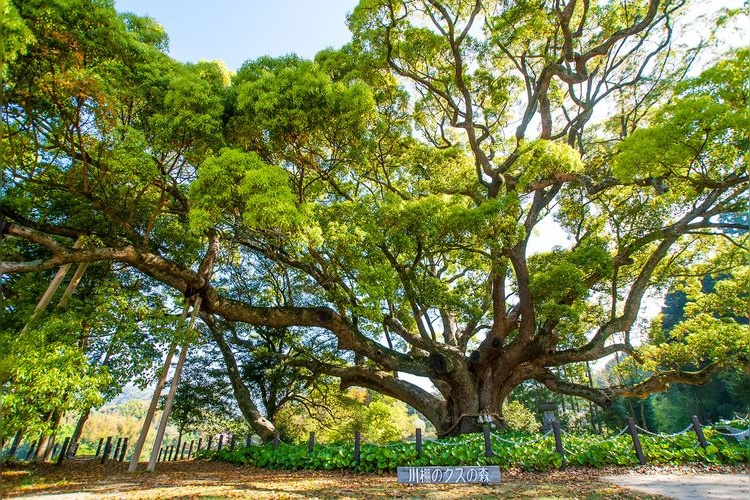 Kawatana's Kusunoki no Mori (Camphor Tree Forest)