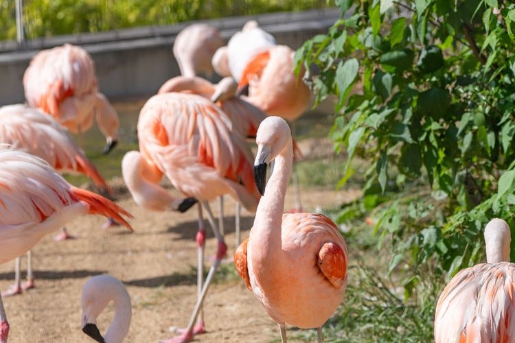 Tourist destination images of Tokushima Zoo(2)